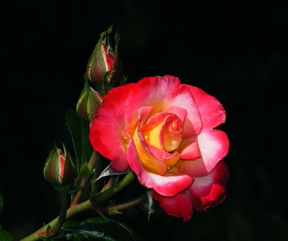 Dick Clark photo dc2013_06180041_zps9039f574.jpg